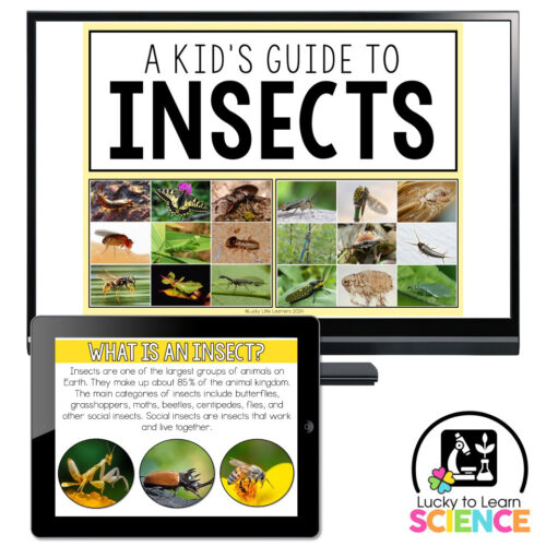 Lucky to Learn Science - Insects - Teaching Slides - Lucky Little Learners