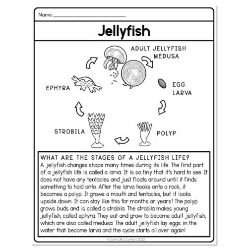 Classroom Transformation - Beach Day - Jellyfish