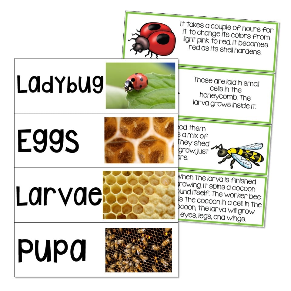 Life Cycles Unit - Vocabulary Cards - Lucky Little Learners