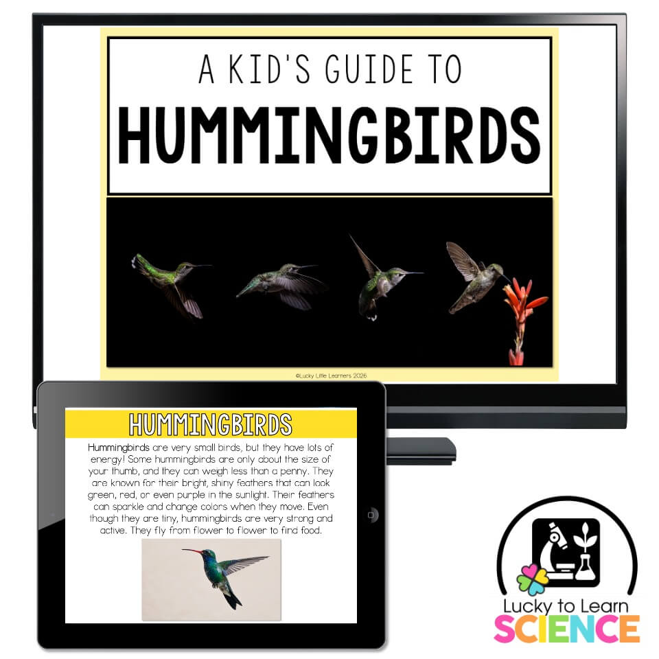 Hummingbird Lesson Lucky to Learn Science - Hummingbirds - Teaching Slides - Lucky Little ...