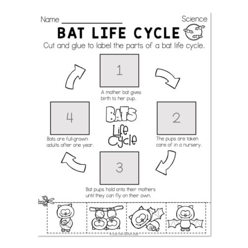 Educational worksheet illustrating the bat life cycle with labeled diagrams and images of baby bats, pup care, and adult bats for science learning.
